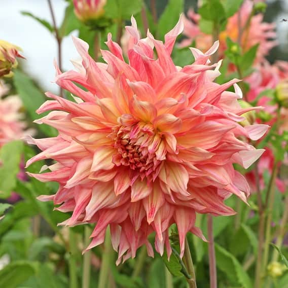 dekorativ-dahlia-penhill-watermelon-1st-1
