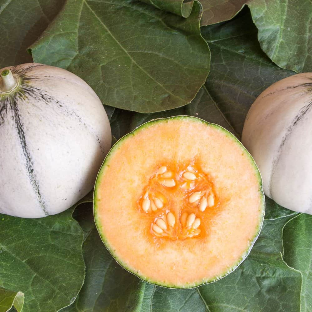 cantaloupemelon-murrmel-11cm-kruka-1