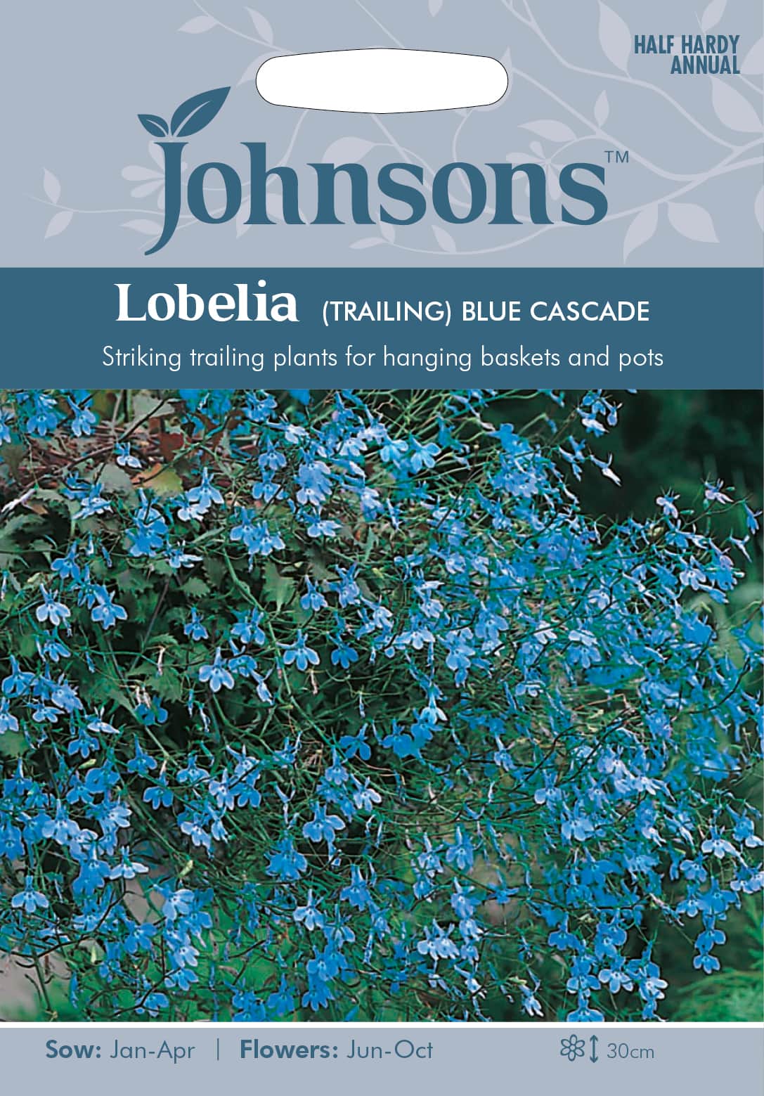hnglobelia-blue-cascade-fr-1
