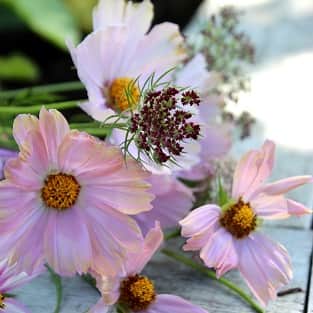 blomstermorot-dara-105cm-kruka-2