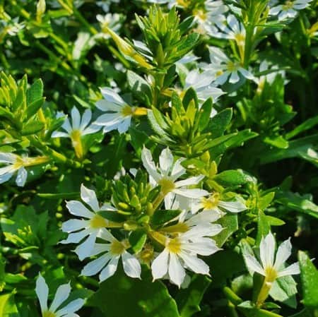 femtunga-white-105cm-kruka-1