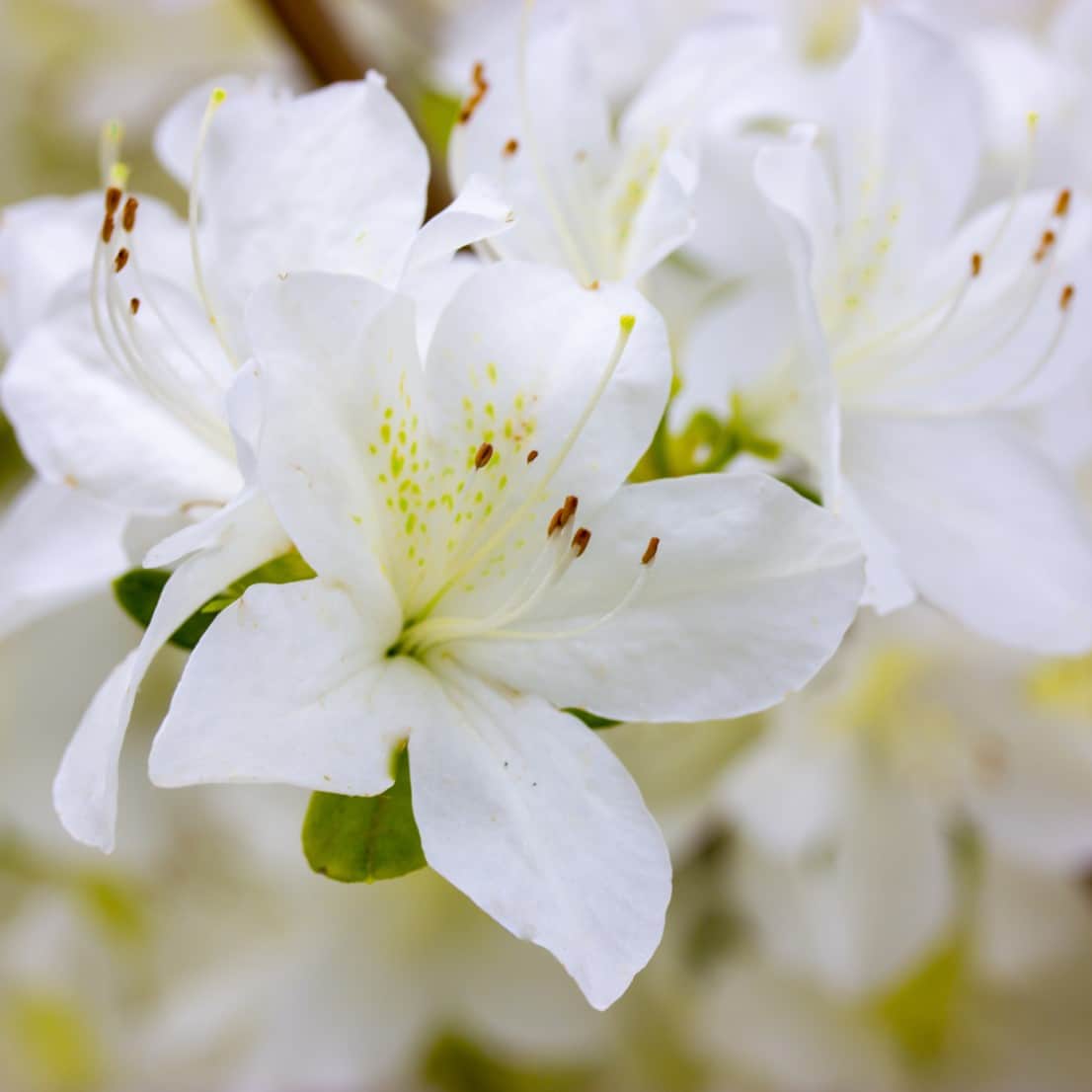 japansk-azalea-pleasant-white-2-3-l-1