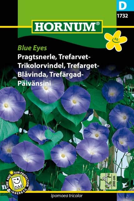 blomman-fr-dagen-blue-eyes-fr-1