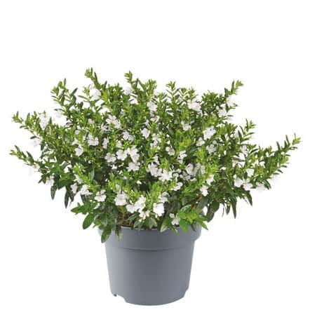 isopskufea-white-12cm-kruka-1