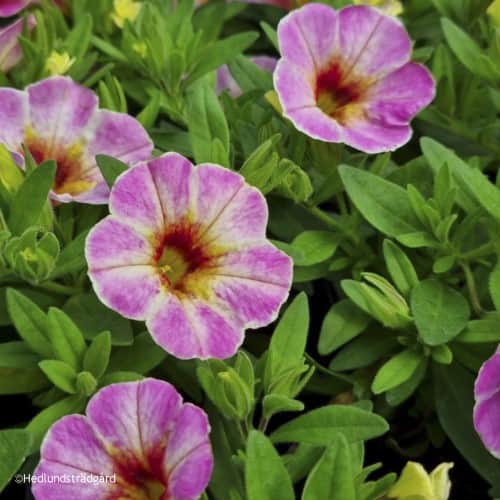 minipetunia-aloha-kona-pink-blush---3-plantor-1