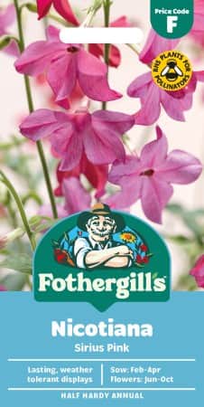 blomstertobak-sirius-pink-f1-1