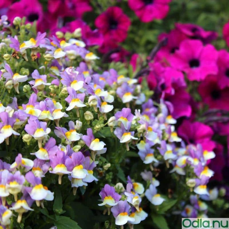 nemesia-mareto-burgundy-white-105cm-kruka-1