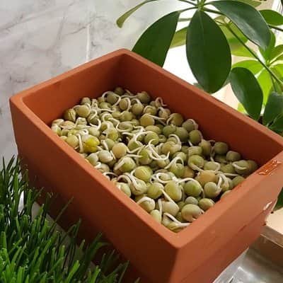 sproutly-eko-grna-rtor-500g-1