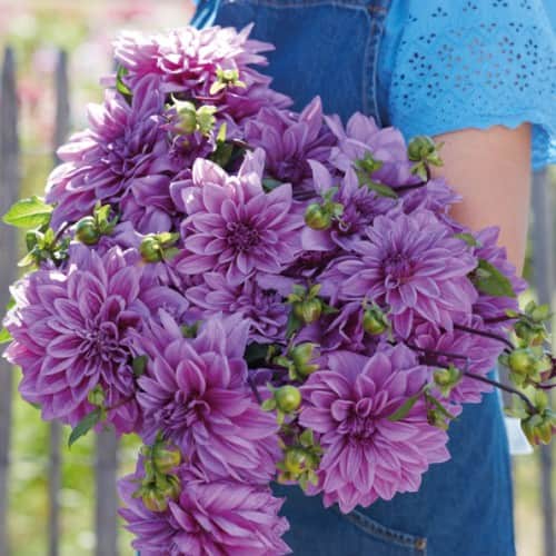 dekorativ-dahlia-lilac-time-1st-1