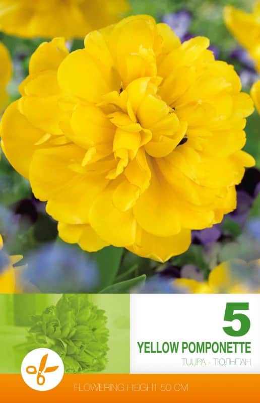 dubbel-sen-tulpan-yellow-pomponette-5st-2