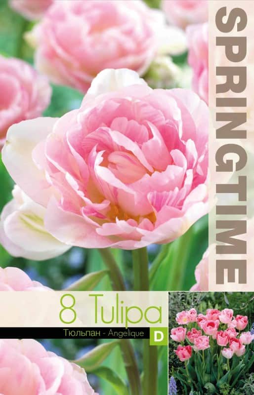 dubbel-sen-tulpan-angelique-8st-2