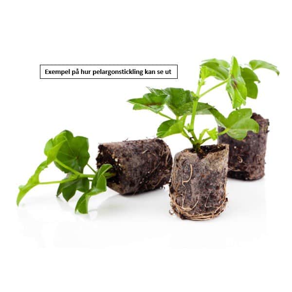 doftpelargon-attar-of-roses-3-st-sticklingar-2