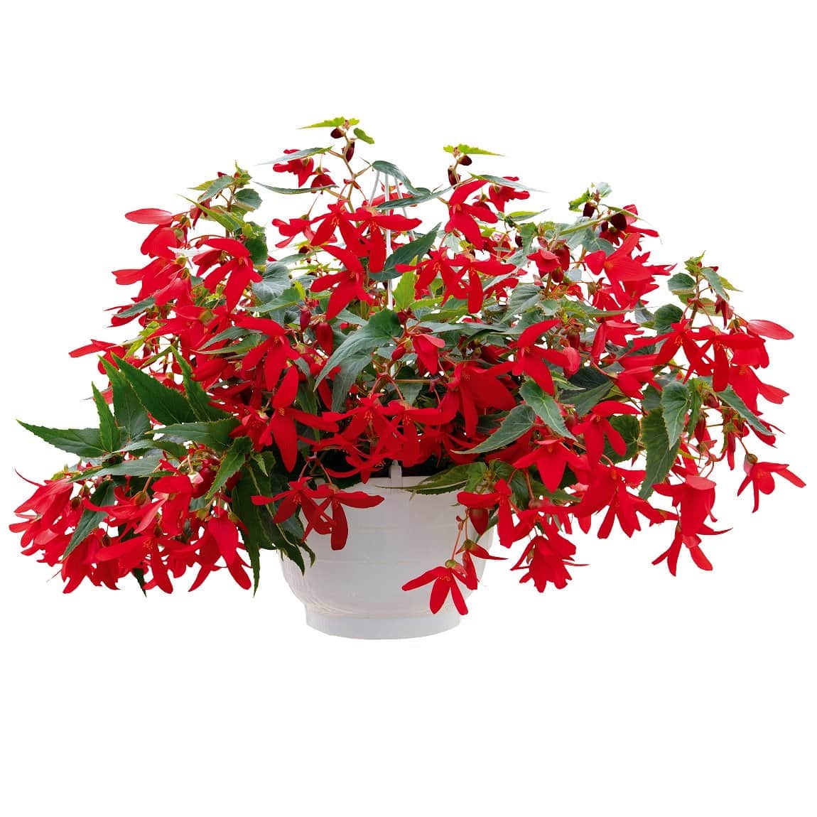 boliviabegonia-groovy-red-105cm-kruka-2