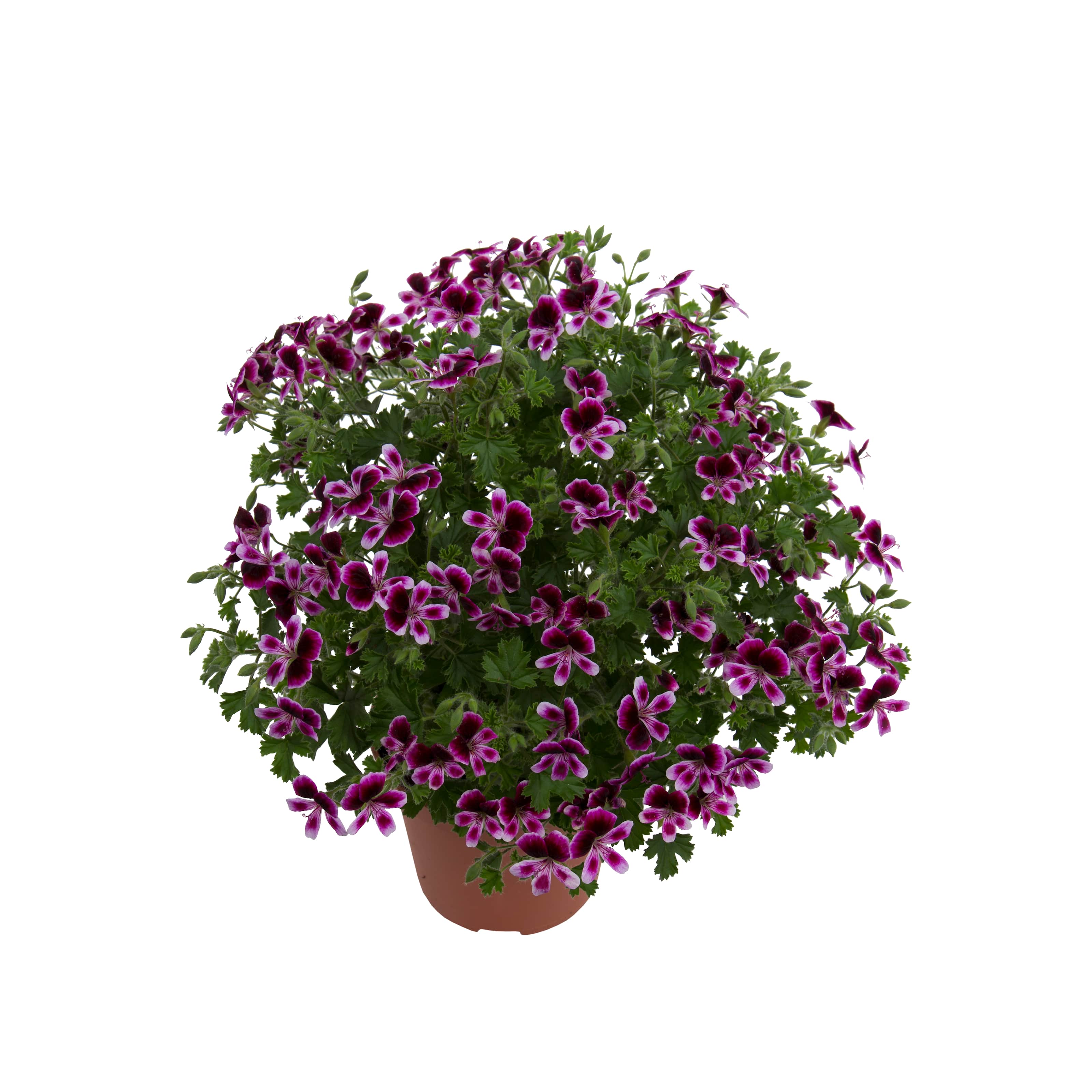 nglapelargon-mosquitaway-eva-3-st-1