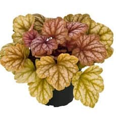 alunrot-champagne-12cm-kruka-1