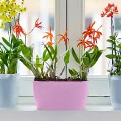 brussels-orchid-duo-25cm-soft-pink-1
