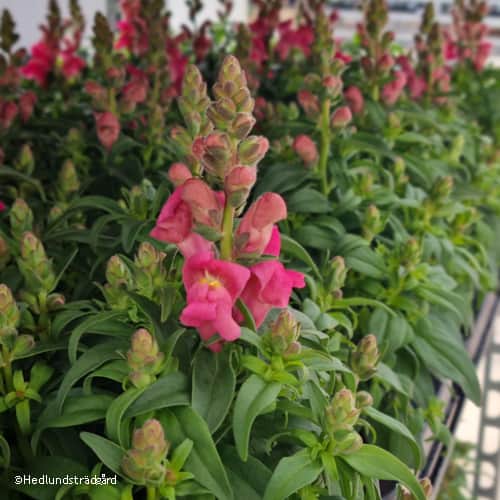 lejongap-pink-12cm-kruka-1