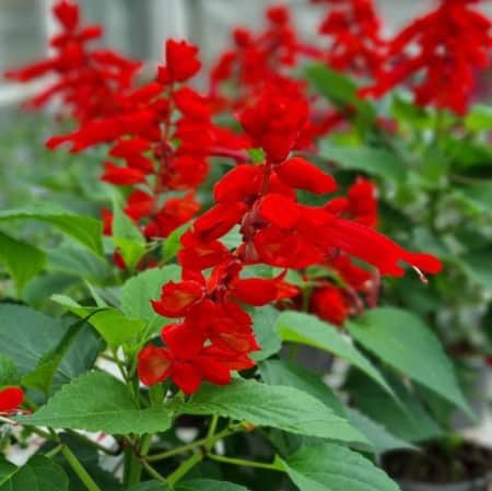 praktsalvia-go-go-scarlet-105cm-kruka-1
