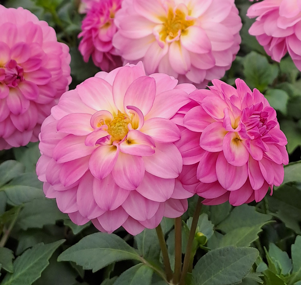sommardahlia-rose-12cm-kruka-1