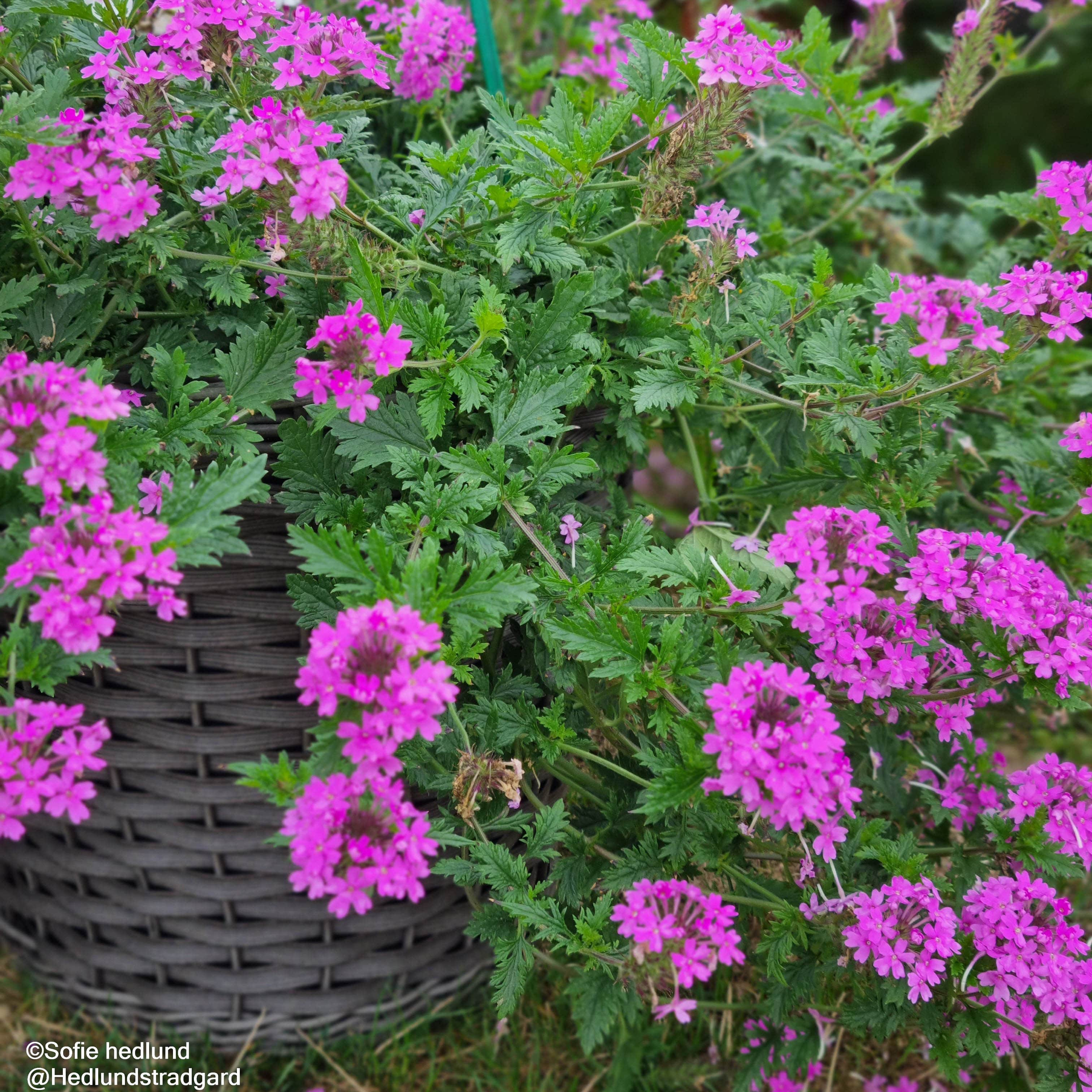 doftverbena-hometead-purple---3-plantor-1