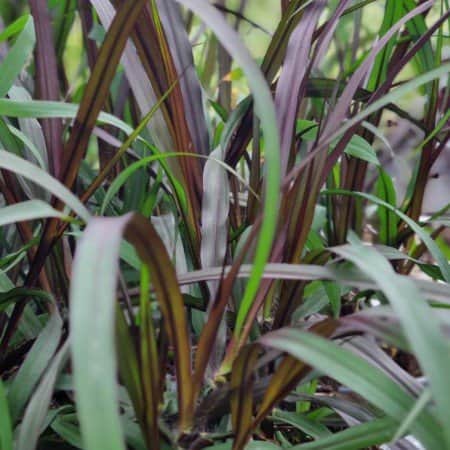 borstgrs-vertigo-105cm-kruka-1