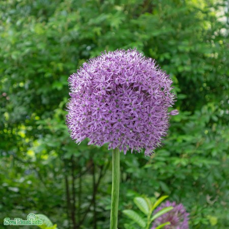 Allium, Prydnadslök 'Giganteum' 1st