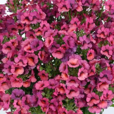 nemesia-nesia-magenta-105cm-kruka-1