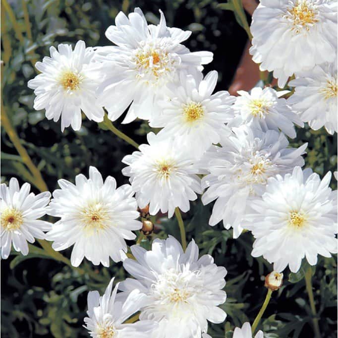 margerit-madeira-double-white-105cm-kruka-1