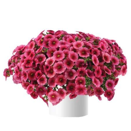 minipetunia-colibri-malibu-pink---3-plantor-2