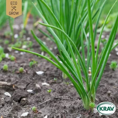 piplk-winterheckenzwiebel-krav-mrkt-1