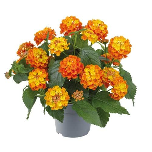 eldkrona-bloomify-orange---3-plantor-1