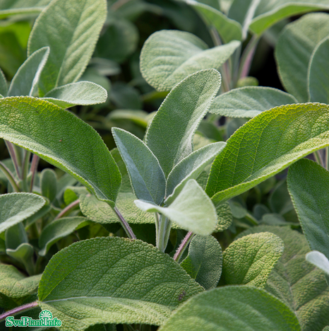 kryddsalvia-berggarten-11cm-kruka-1