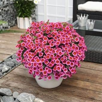 minipetunia-tik-tok-rose-105cm-kruka-1