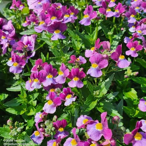 nemesia-mulberry-105cm-kruka-1