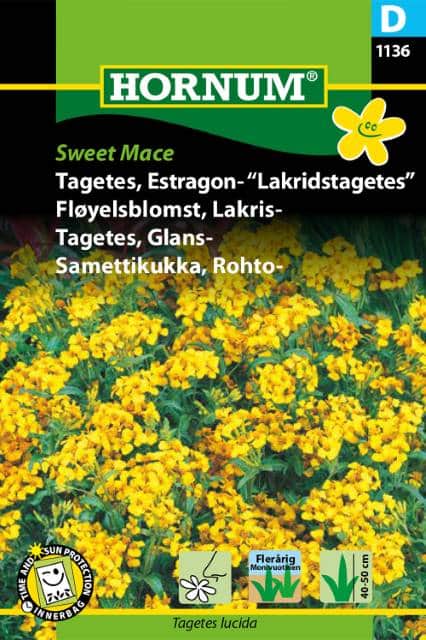 lakritstagetes-sweet-mace-1