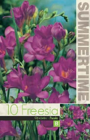 freesia-dubbel-purple-10st-1