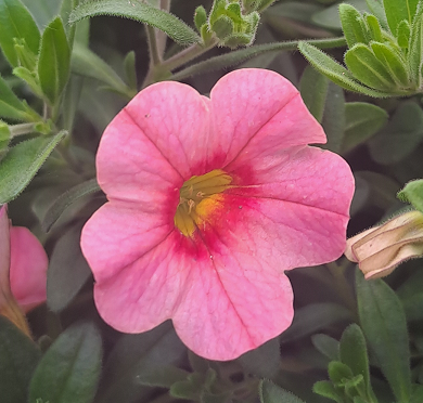 minipetunia-peach-105cm-kruka-1