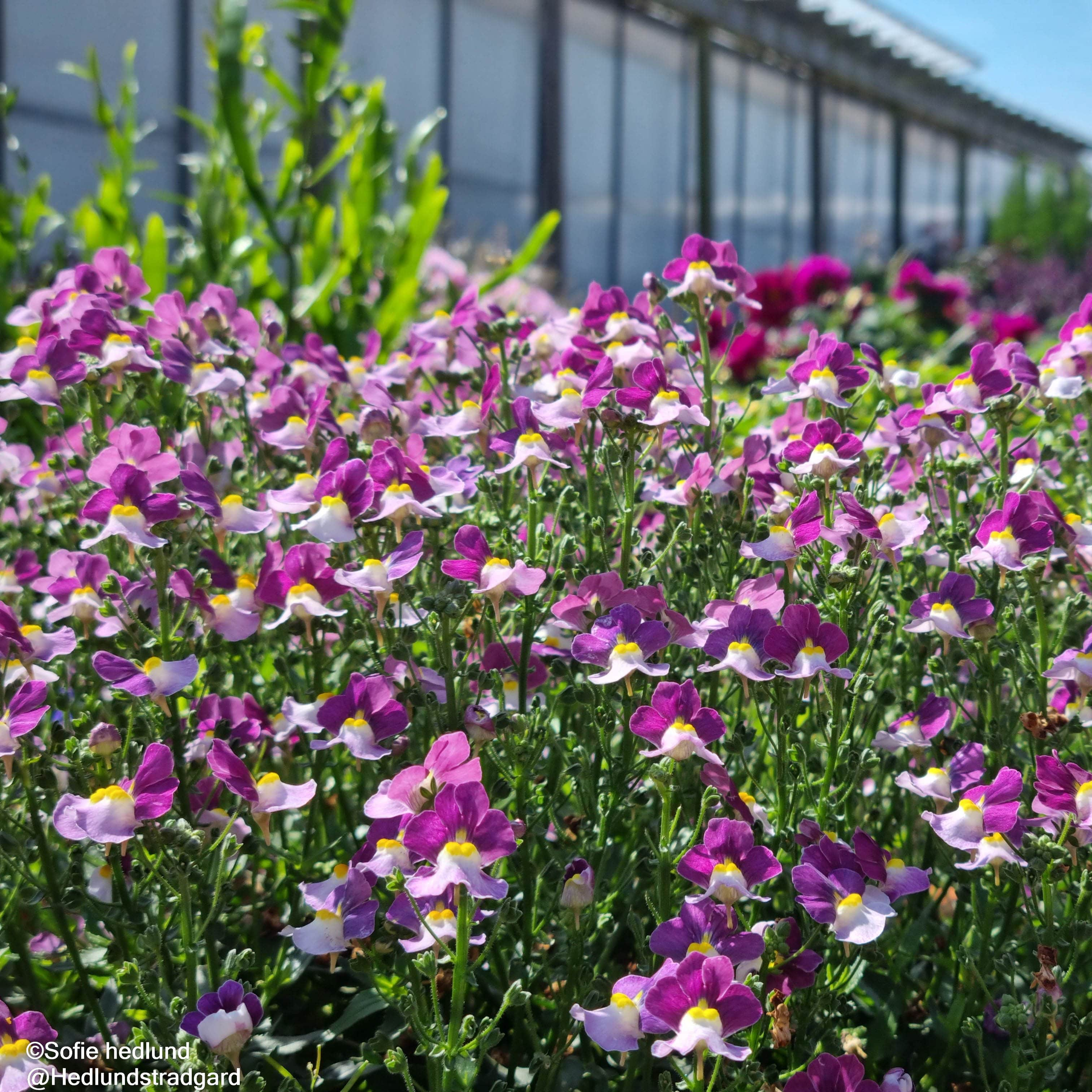 nemesia-fairy-kisses-cassis---3-plantor-1