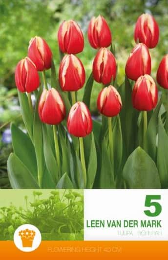 triumphtulpan-leen-van-der-mark-5st-1