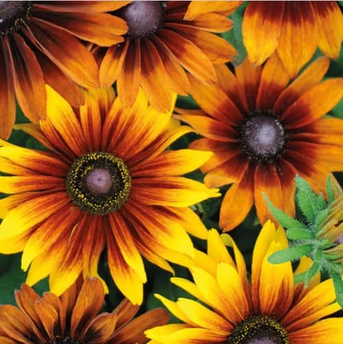 sommarrudbeckia-autumn-colours-3