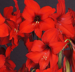 amaryllis-red-garden-1st-1