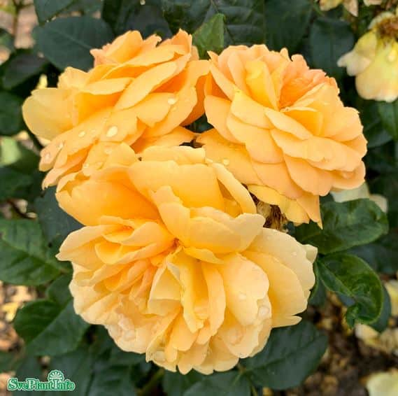 floribundaros-bernstein-rose-1-pack-barrot-1