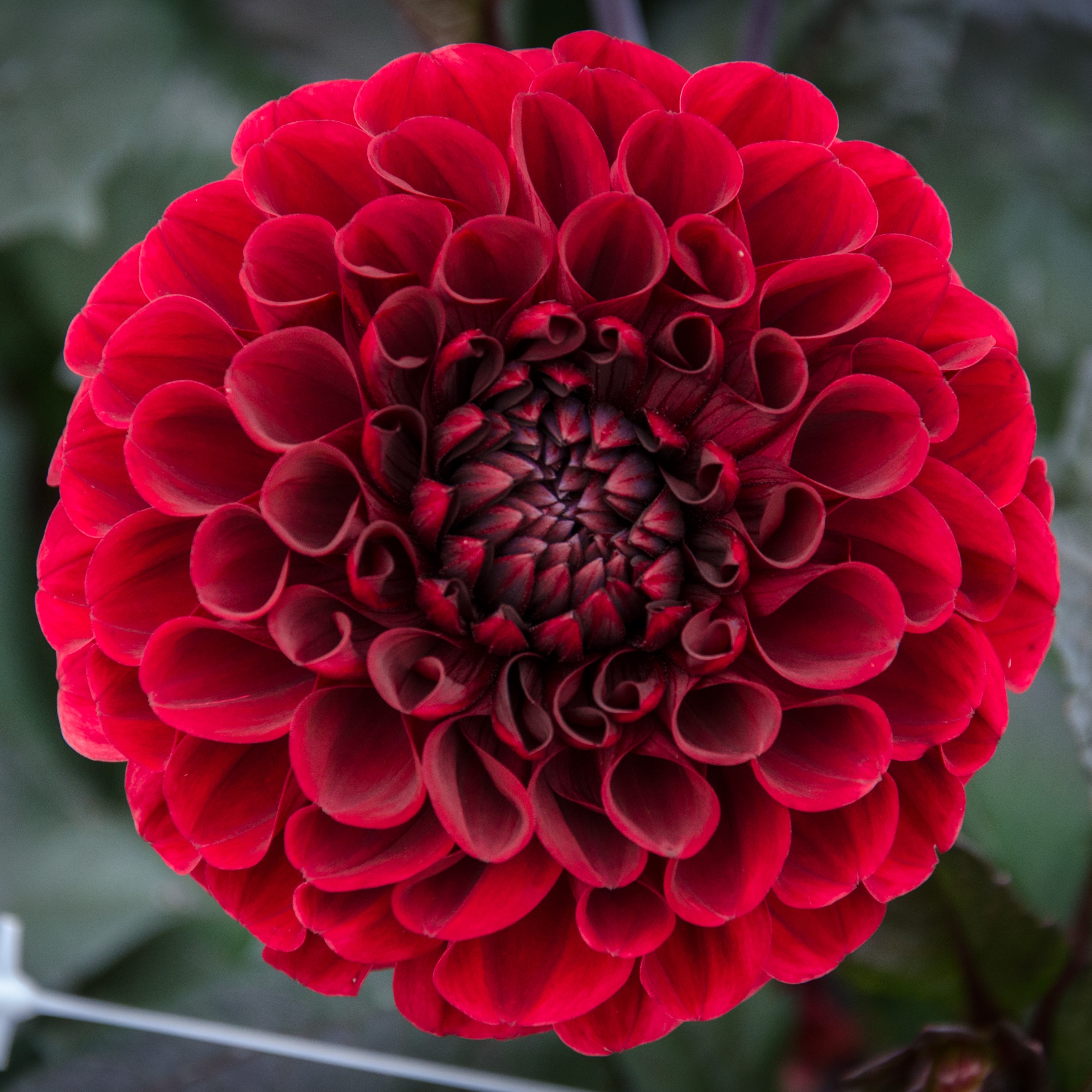 Dekorativ Dahlia 'Baccara' 1st