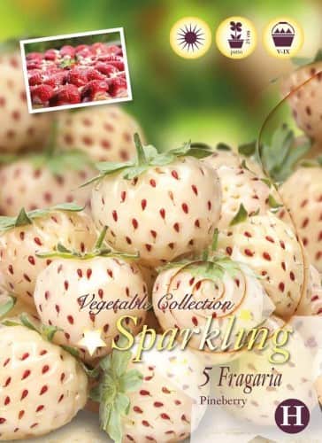 jordgubbe-pineberry-barrotad-1