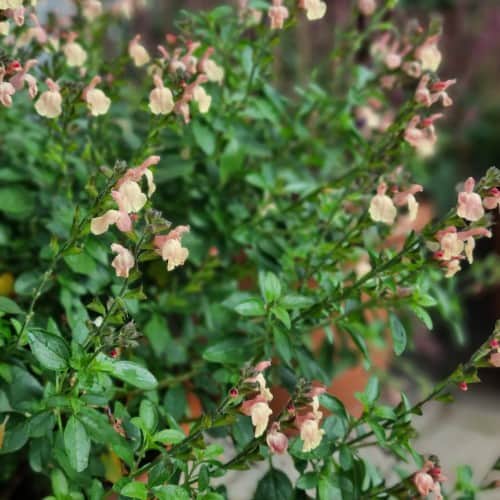 salvia-visional-cream-105cm-kruka-1