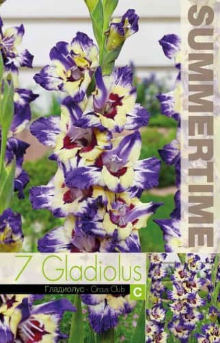 gladiolus-circus-club-7st-1