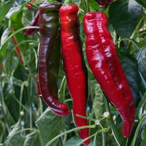 paprika-rubienne-f1-fr-1