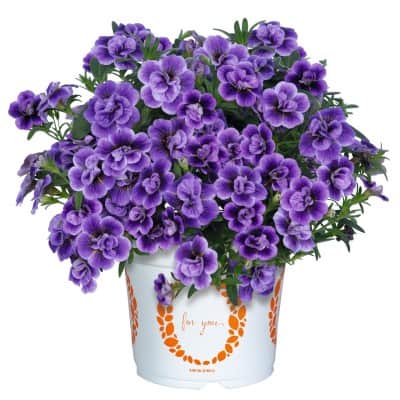 minipetunia-aloha-double-sky-blue---3-plantor-1