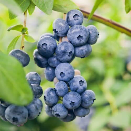 vaccinium-northland-10-pack-i-kruka-1