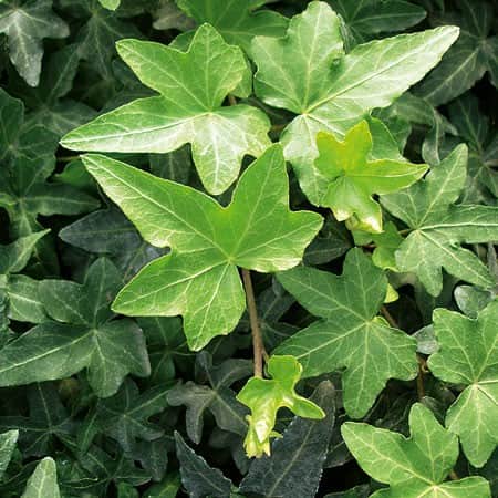 murgrna-asterisk-12cm-kruka-1